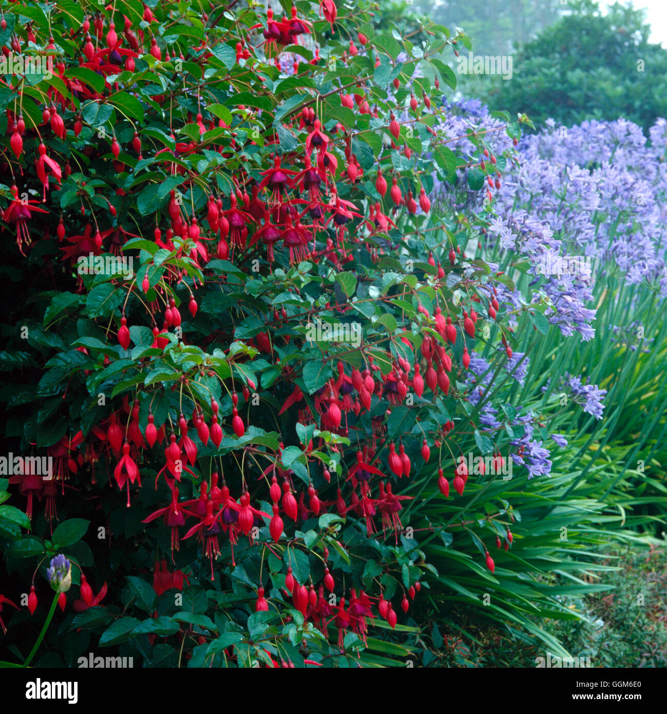 Fuchsia - `Mrs Popple' AGM with Agapanthus   TRS000687 Stock Photo